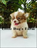  ปิดการขายน้องได้บ้านใหม่แร้วคร่ะ Little Dog's Farm!!!