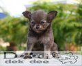 บ้านด็อกเด็กดี (www.dogdekdee.com) ด.ช.บับเบิล