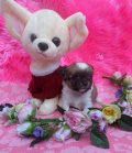 Babydoll Kennel>> ดญ จูลี่ ไซส์เล็กจิ๋ว ชิวาวาขนยาวหน้าหักๆ (บริการจัดส่งก...