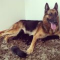 รับจอง GSD Working line breed หายากมากกในเมืองไทย