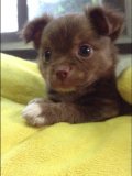 ขายลูกชิวาวาขนยาว สีช๊อค 2เดือน