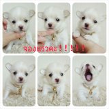 LITTLE DOG'S FARM : จองแร้วค่ะ!!