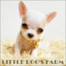 LITTLE DOG'S FARM :MINI(น้องมินิ) น้องได้บ้านใหม่ใจดีแร้วค่ะ