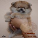 FOR SALE J08 น้องปอมเมอเรเนียน สีส้ม เพศเมีย สายเลือดดี สุขภาพแข็งแรง พร้อมใบเพด...