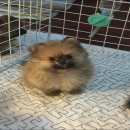 ขายปอม ส้ม เพศผู้ อายุ 2.5 เดือน ราคา 12,000 บาท