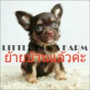 LITTLE DOG'S FARM : ย้ายบ้านแล้วค่ะ สาวน้อยชิวาวาขนยาว สีชอคโกแลตแอนด์แทน มีคิ้ว...