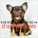 LITTLE DOG'S FARM : ย้ายบ้านแล้วค่ะ ชิวาวาขนยาว สีชอคโกแลตแอนด์แทน หล่อเท่ๆจ้า