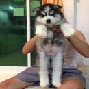 SIBERIAN HUSKY สไตล์ Wolly coat หน้าหมีๆบึ้มๆ เกรดคุณภาพ รับบัตรเครดิต