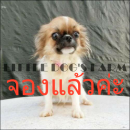 LITTLE DOG'S FARM : จองแล้วค่ะ ชิวาวา อายุ 8 เดือน สีแฟนซีขาว-น้ำตาล หน้าสวยๆ เห...