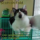 ลูกแมว Scottish Fold เพศเมียหูตั้งพร้อมใบเพ็ต SCFC