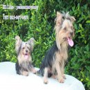 ขายยอร์คเชียเทอเรียคู่