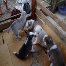 เปิดจองน้องหมาไซบีเรียน ฮัสกี้