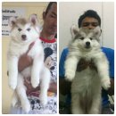 ขายลูกไซบีเรียน  เพศเมีย ใบเพดเต็มใบ  รับประกัน หากลูกสุนัขมีปัญหาภายใน 7 วัน ยิ...