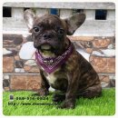 French Bulldog Brindle เฟรนบูลด็อก @ พิษณุโลก