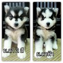 ไซบีเรี้ยนวู้ดลี่แท้ กทม.พร้อมส่งฟรี ใกล้เคียงบอกมาได้ครับ 