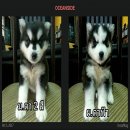 วู้ดลี่โค๊ตแท้ กทม.พร้อมส่งฟรี ใกล้เคียงบอกมาได้ครับ