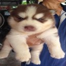 ไซบีเรียนวูลลี่โค้ด