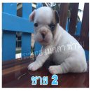 เฟร้นบลูพร้อมย้ายบ้าน