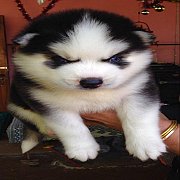 ไซบีเรียนวูลลี่เพศผู้