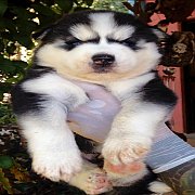 ไซวูลลี่เพศผู้ตาฟ้าคู่