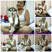 ลูกสุนัขไซบีเรียน 