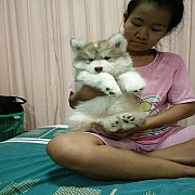 ขายสุนัข ไซบีเรียน
