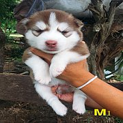 เปิดจองน้องหมาไซบีเรียน เพศผู้ สีคอป น่ารัก สุขภาพแข็งแรง พร้อมจัดส่งฟรี