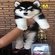 น้องหมาไซบีเรียน วู๊ลลี่ สีขาวดำ โครงสร้างใหญ่ ราคาไมแพง พร้อมจัดส่งฟรี