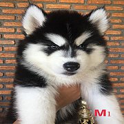 น้องหมาไซบีเรียน เพศผู้ สีขาวดำ สไตล์วู๊ลลี่ โครงสร้างใหญ่ สุขภาพแข็งแรง ราคาไม่...