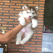 น้องหมาไซบีเรียน เพศผู้ สีคอป ตาฟ้าคู่ โครงสร้างใหญ่ น่ารัก แข็งแรง ราคาไม่แพง พ...