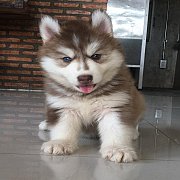 น้องหมาไซบีเรียน เพศผู้ สีคอป ตาฟ้าคู่ น่ารัก สุขภาพดี ราคาไม่แพง พร้อมจัดส่ง