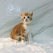 เปิดจอง เด็กชายสก็อตทิชแสนหล่อ หน้าดี ขนหนา