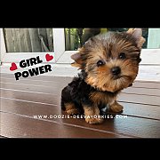 Premium Yorkies....ขายลูกยอร์คเชียร์เกรดพรีเมี่ยม และมีลูกสุนัขให้ท่านเลือกมากที...