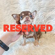 LITTLE DOG'S FARM : จองแล้วค่ะ สาวน้อยชิวาวาขนสั้น ตัวเล็กๆ สีชอคโกแลตแอนด์แทน น...