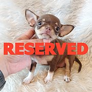 LITTLE DOG'S FARM : จองแล้วค่ะ สาวน้อยชิวาวาขนสั้น สีชอคโกแลตแอนด์แทน น่ารักๆจ้า