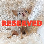 LITTLE DOG'S FARM : จองแล้วค่ะ ชิวาวาขนยาว ตัวเล็กๆ สีบลู สีเทาสีสวยหายาก น่ารัก...