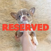 LITTLE DOG'S FARM : จองแล้วค่ะ ชิวาวาขนสั้น สีเทา น่ารักๆจ้า