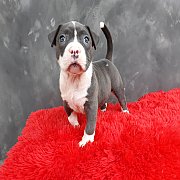 อเมริกันบลูลี่ เพศเมีย วัคซีนครบ พร้อมย้ายบ้าน