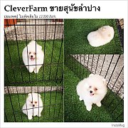 ปอมเพศผู้ ใบเพ็ดเต็มใบ สีขาวครีม เพียง 12000 เท่านั้นสนใจสอบถามได้จ้า