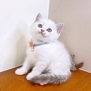 ขายแมวสก๊อตติสโฟร์ สายพันธ์พันแท้ คุณภาพ