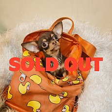 LITTLE DOG'S FARM :❌️❌️ย้ายบ้านแล้ว❌️❌️ สาวน้อยชิวาวา ขนสั้น สีช็อคโกแลตตัวเ...