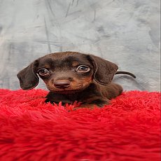 ดัชชุน ไซค์มินิ สีช็อกโกแลต