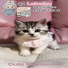 ขายลูกแมวสก็อตติชโฟลด์ เกรดรัฐบาลกลาง มีใบเพด scfc มีลุ้นรับ Labubu