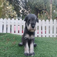 schnauzer อายุ 25 วัน