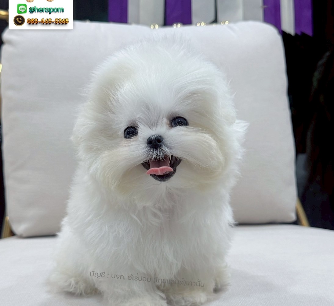 มอลทีส BCF-58066 เพศหญิง สีขาว ตัวเล็กตัวน้อยมาก ๆ ขาสั้น ขนแน่นฟู หน้าตาทะเล้น...