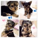 น้องยอร์คชาย2หญิง2 12,000บาททุกตัวค่ะ