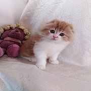 ❌จองแล้ว❌ฮารุ สุดแบ๊ว