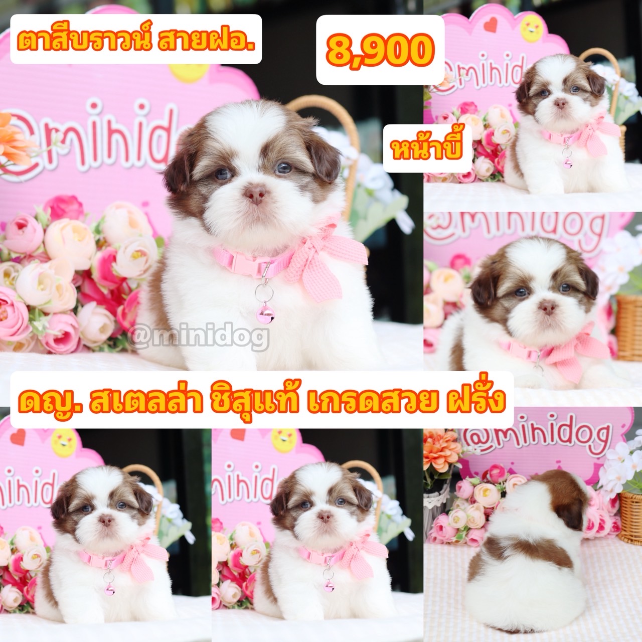 ชิสุแท้เกรดสวย