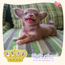  ด.ญ.ปีใหม่ สีบลู **ย้ายบ้านแล้วค่ะ**