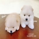 ปอมเมอเรเนี่ยนสีขาวสำลี ขาวครีม ครีม4สาว Pomeranian for sale